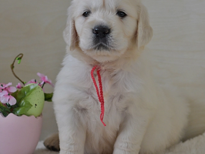 Golden Retriever puppy for sale