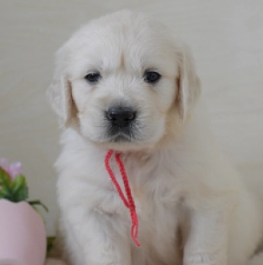 Golden Retriever puppy for sale