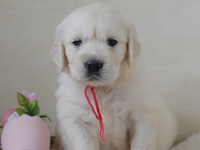 Golden Retriever puppy for sale