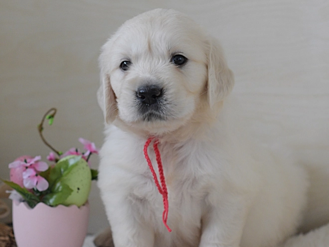 Golden Retriever puppy for sale