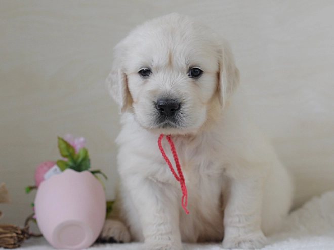 Golden Retriever puppy for sale