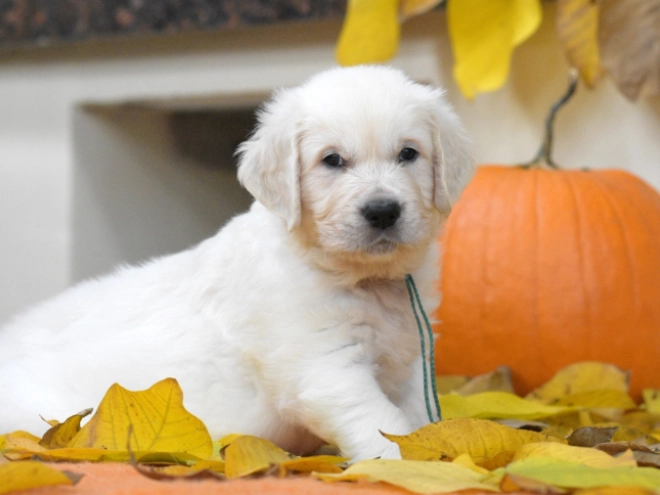 Golden Retriever puppy for sale