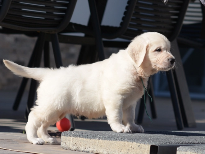 Golden Retriever puppy for sale
