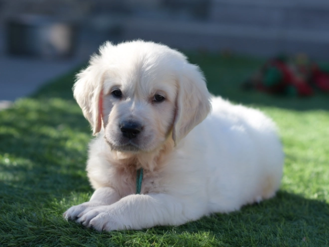 Golden Retriever puppy for sale