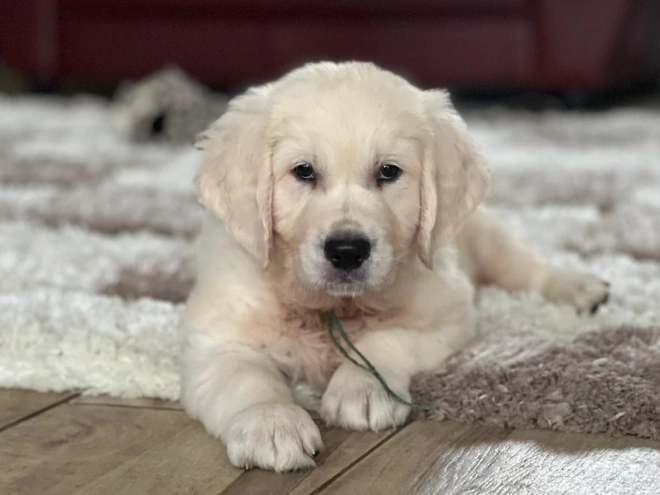 Golden Retriever puppy for sale