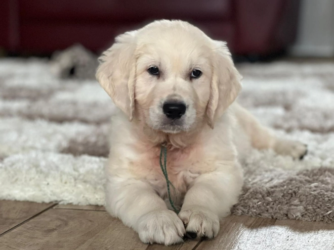 Golden Retriever puppy for sale