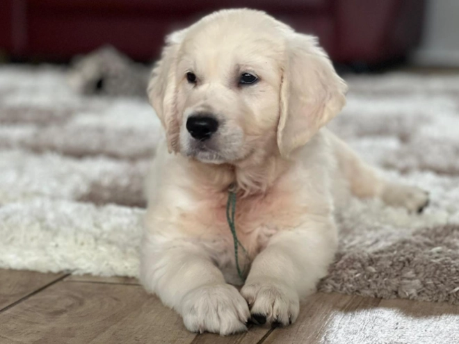 Golden Retriever puppy for sale