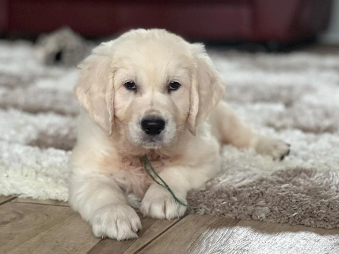 Golden Retriever puppy for sale
