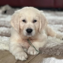 Big Mo, cream Golden Retriever en venta