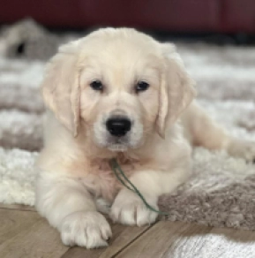 Perros Golden Retriever en venta