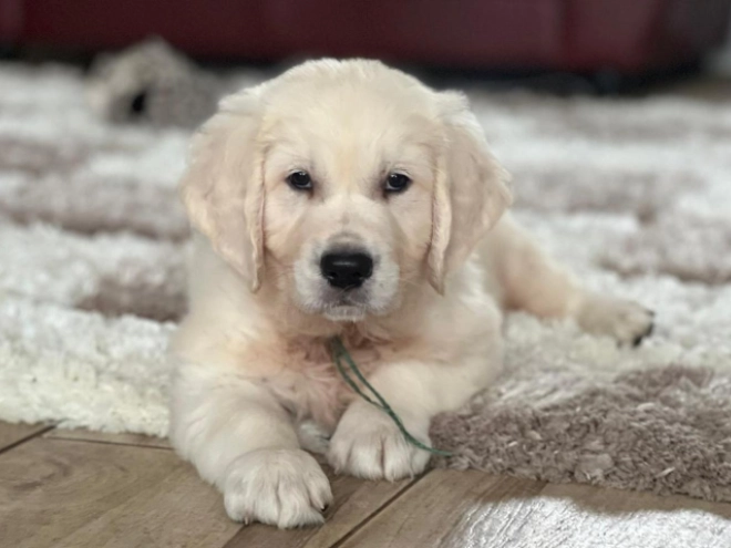 Golden Retriever puppy for sale