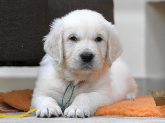 Golden Retriever puppy for sale