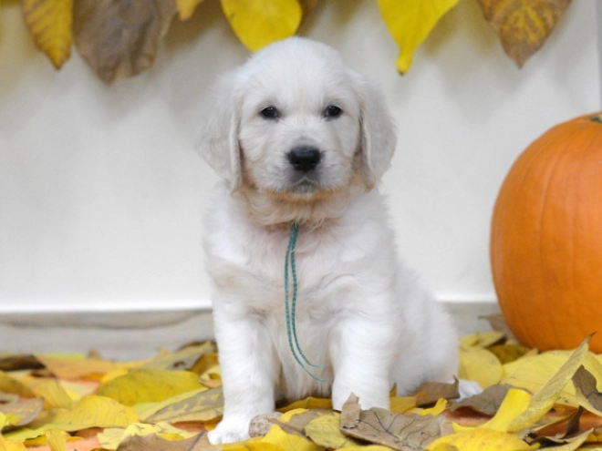 Golden Retriever puppy for sale
