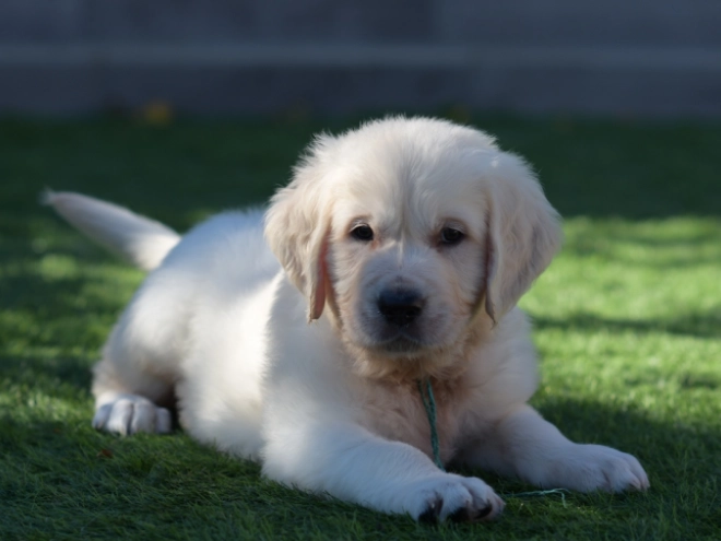 Golden Retriever puppy for sale