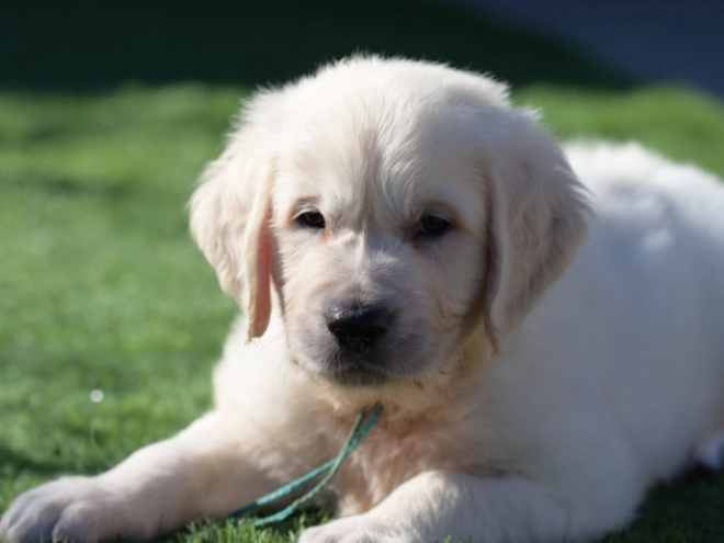 Golden Retriever puppy for sale