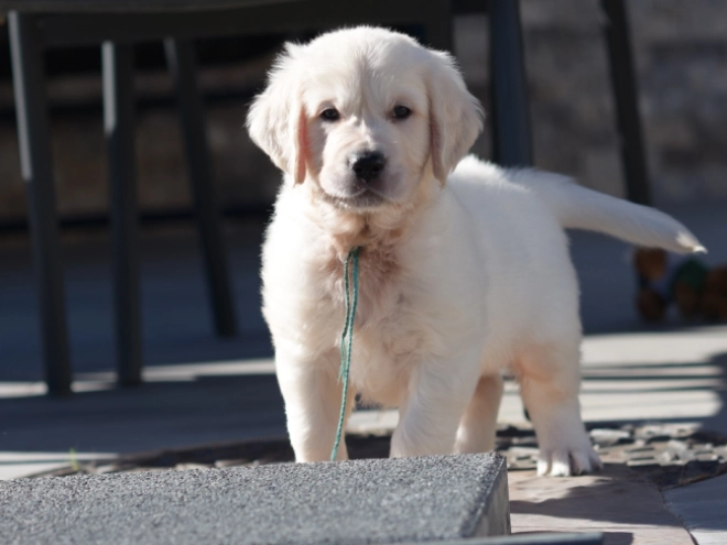 Golden Retriever puppy for sale