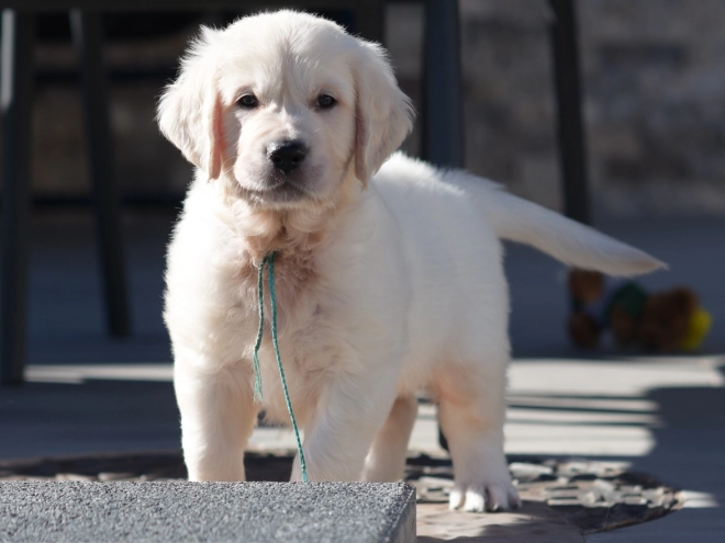 Golden Retriever puppy for sale