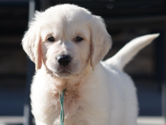 Golden Retriever puppy for sale