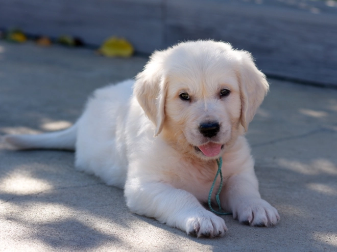 Golden Retriever puppy for sale