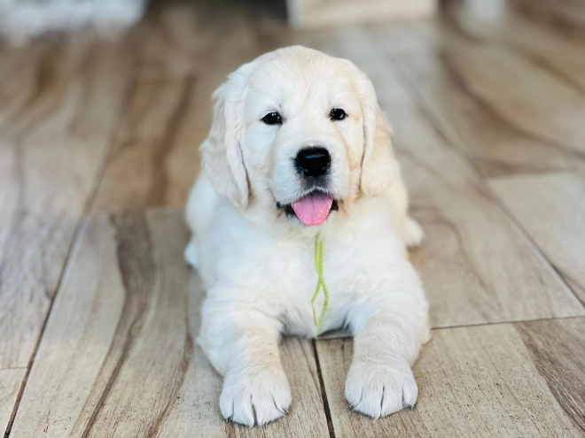 Golden Retriever puppy for sale