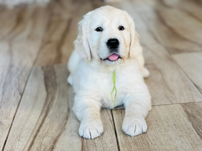 Golden Retriever puppy for sale
