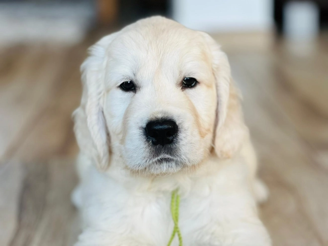 Golden Retriever puppy for sale