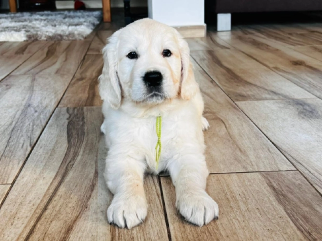 Golden Retriever puppy for sale