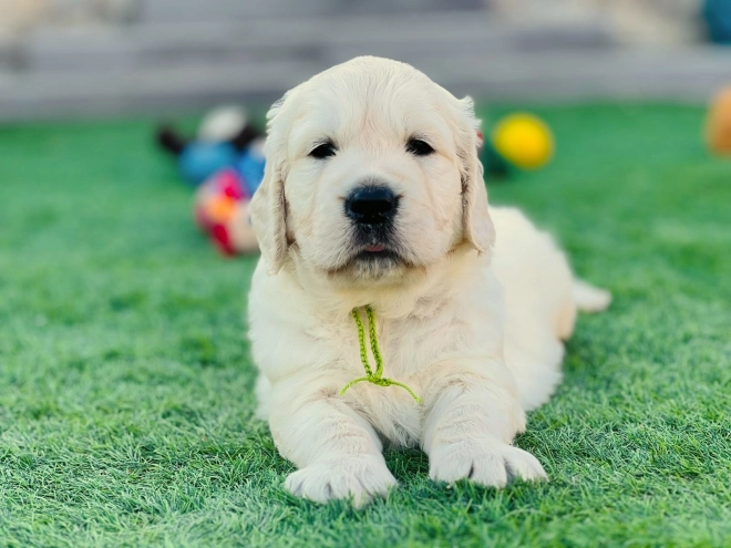 Golden Retriever puppy for sale