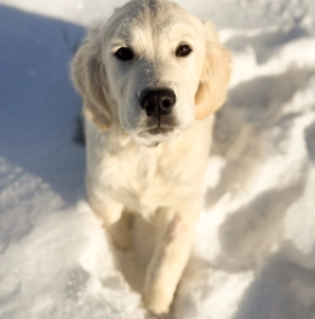 Brandon, cream Golden Retriever en venta
