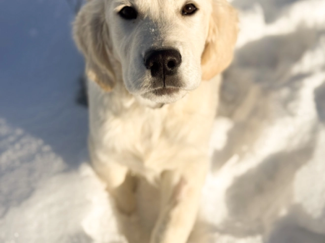 Golden Retriever puppy for sale