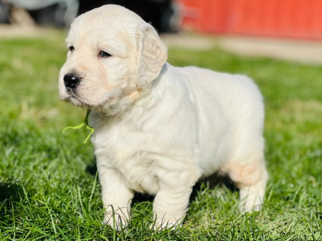 Golden Retriever puppy for sale