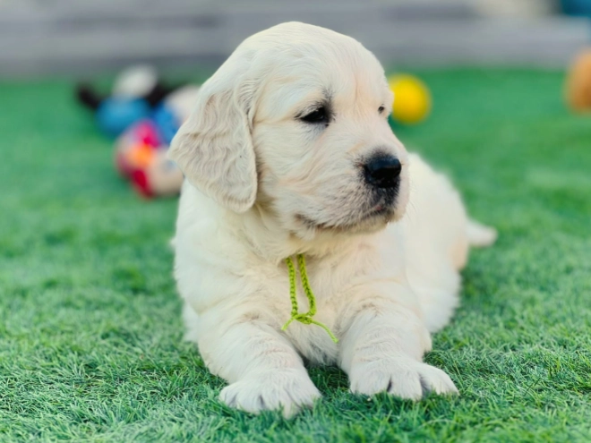 Golden Retriever puppy for sale