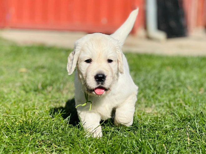 Golden Retriever puppy for sale