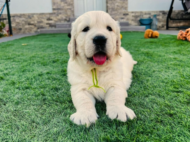 Golden Retriever puppy for sale