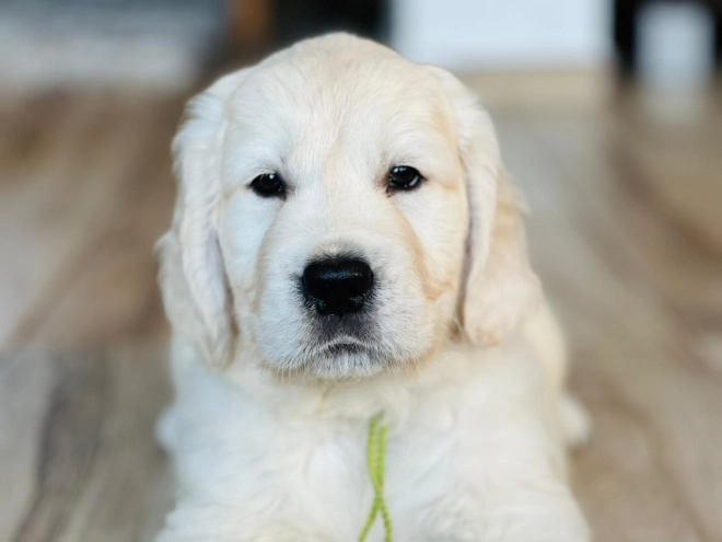 Golden Retriever puppy for sale