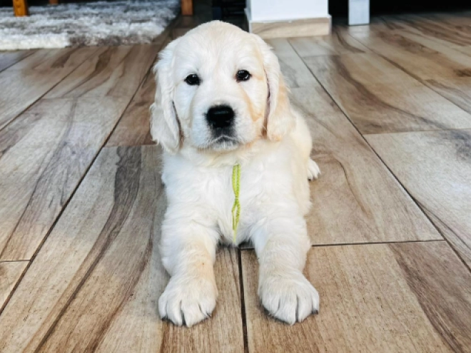 Golden Retriever puppy for sale
