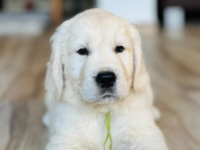 Golden Retriever puppy for sale