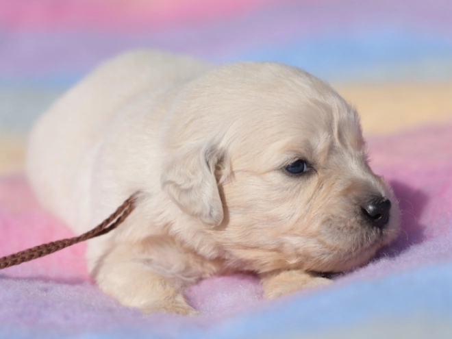 Perros Golden Retriever en venta