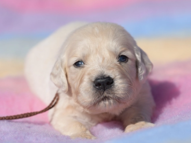 Perros Golden Retriever en venta