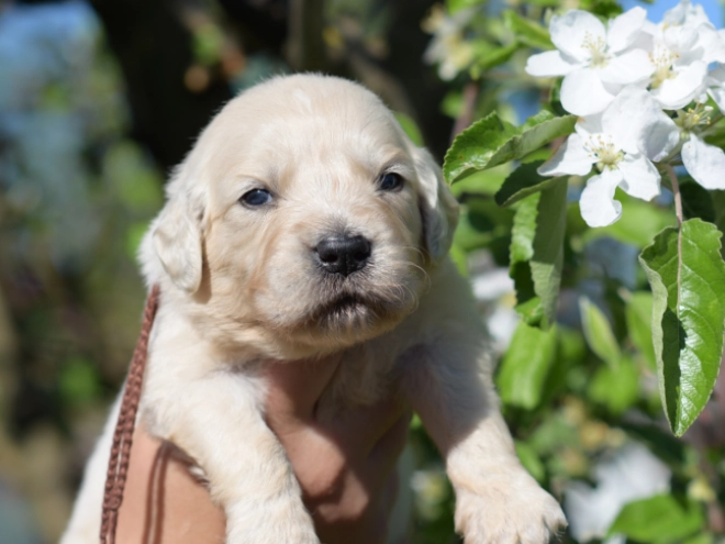 Perros Golden Retriever en venta