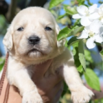 Dylan, cream Golden Retriever for sale
