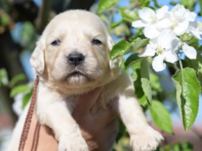 Golden Retriever puppy for sale