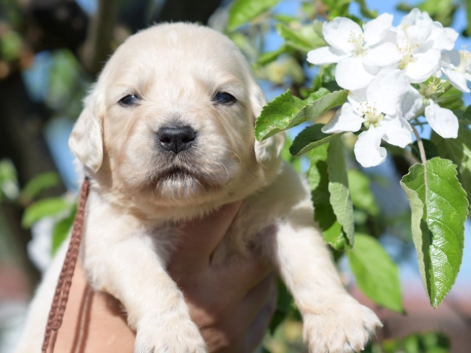 Perros Golden Retriever en venta