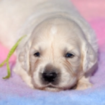Hamlet, cream Golden Retriever for sale