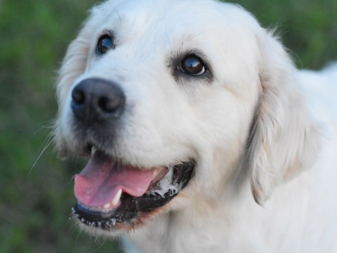 Perros Golden Retriever en venta