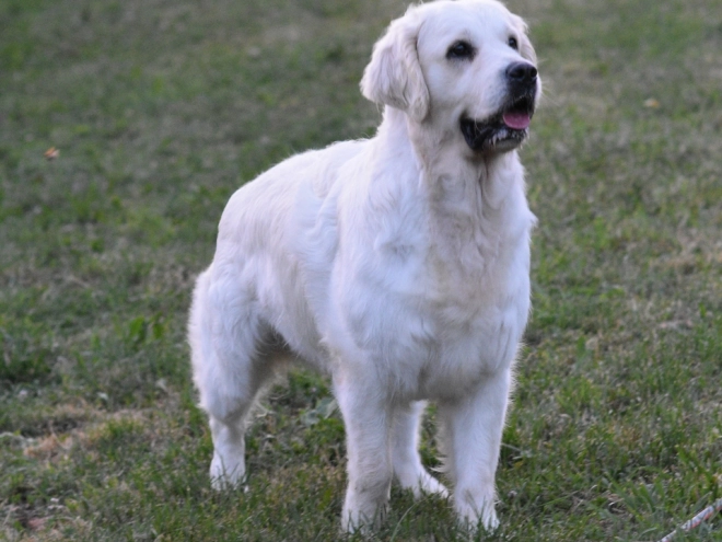 Perros Golden Retriever en venta