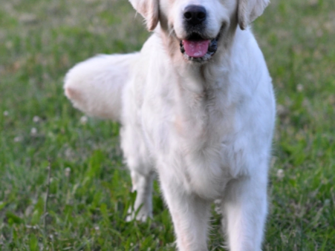 Perros Golden Retriever en venta