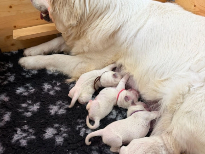 Perros Golden Retriever en venta