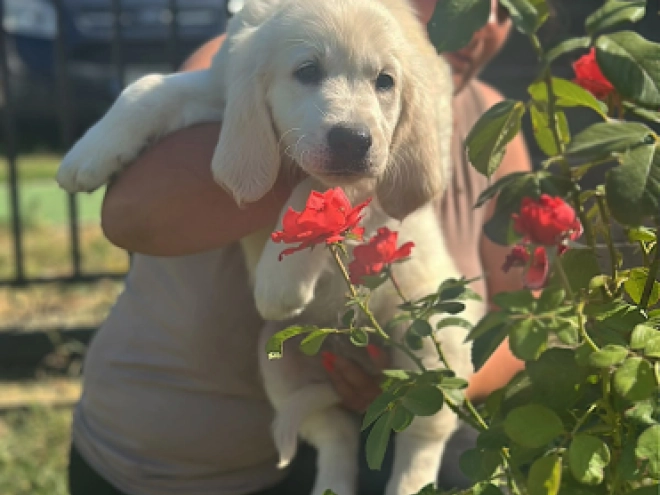 Golden Retriever puppy for sale