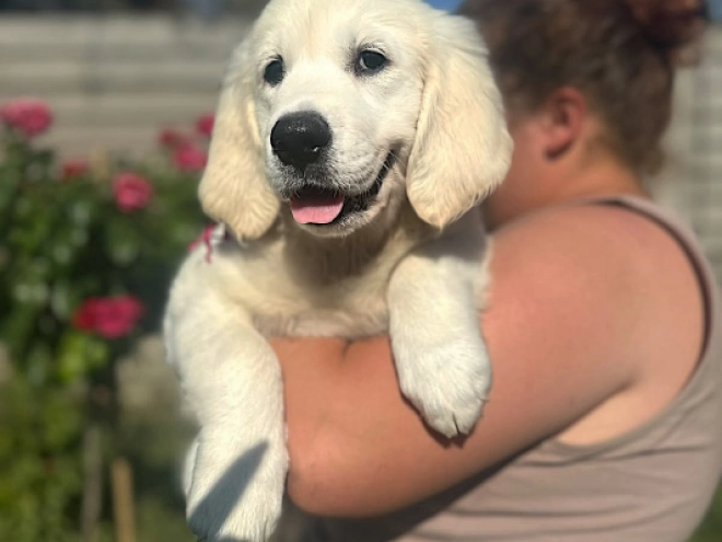 Golden Retriever puppy for sale